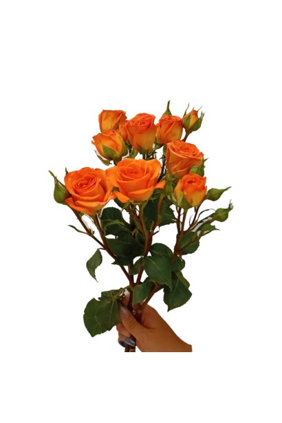 Троянда ’Оранж Бейбі’ в зрізі